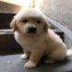 Beautiful puppies in stocking, Hey!​​ Cute! Cute Puppy Videos Compilation cutest moment