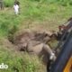 Bebé elefante queda atascado en el lodo | El Dodo