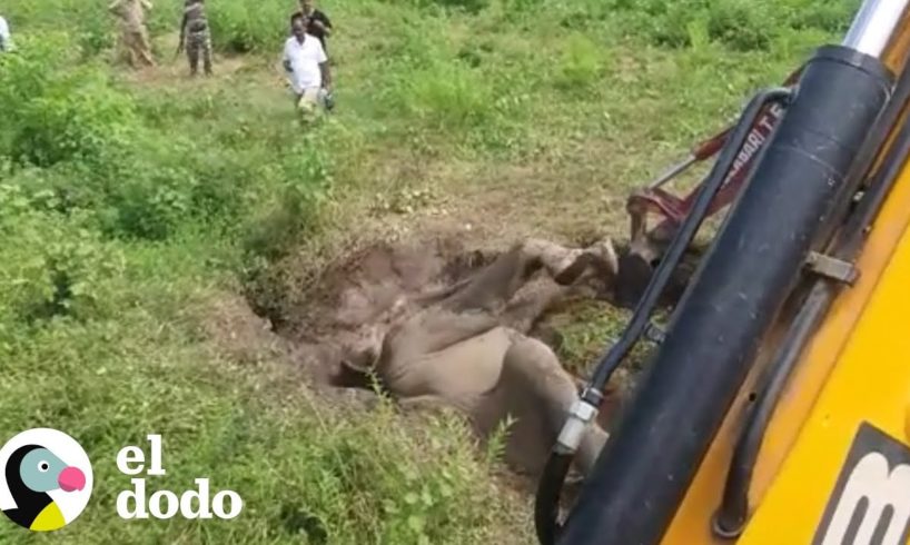 Bebé elefante queda atascado en el lodo | El Dodo