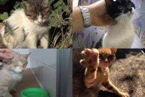 Before & Afters Of 4 Lovely Rescued Cats
