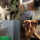 Before & Afters Of 4 Lovely Rescued Cats