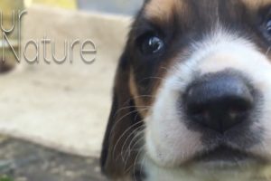 Best Beagle Puppies Compilation 2018 - TOO CUTE!