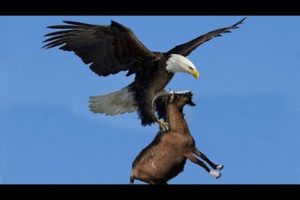 Best eagle attacks in the world - Animal Fight Compilation All Time