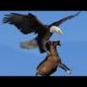 Best eagle attacks in the world - Animal Fight Compilation All Time