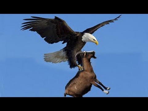 Best eagle attacks in the world - Animal Fight Compilation All Time