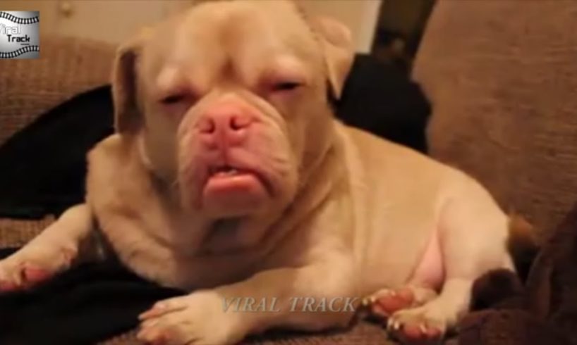 Bet, You Have Never Seen These Funny And Cute Puppies