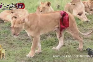 BiSmile - Buffalo vs lion fight to death - Wild animal fight