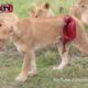BiSmile - Buffalo vs lion fight to death - Wild animal fight