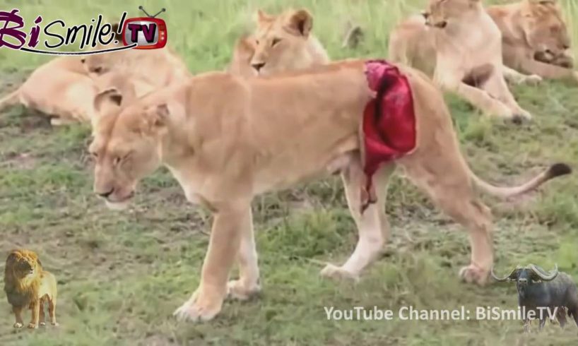 BiSmile - Buffalo vs lion fight to death - Wild animal fight