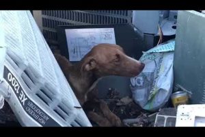 Big Dog Ranch Rescue team finds dog trapped in Bahamas