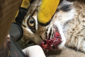 Bobcat Makes Lucky Escape From Car Crash