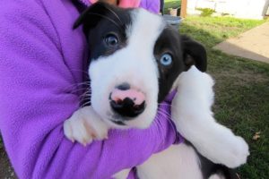 Border Collie Sheepdog Cute Puppy Surprise for Katie from TK Toys in the UK