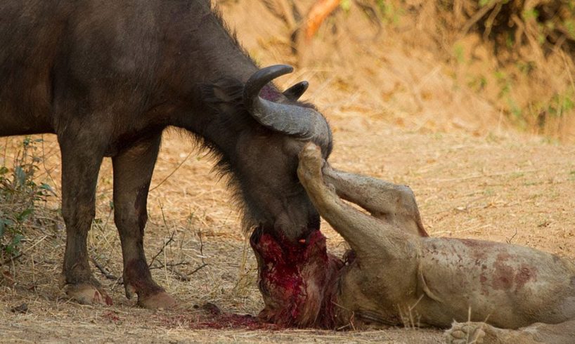 Buffalo Fight Extremely Strongly To Save His Life | Lion vs Buffalo | Wild Animals Fight