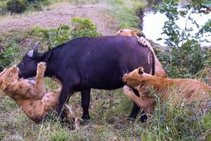 Buffalo Mourn Dead Female After Lion Attack