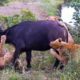 Buffalo Mourn Dead Female After Lion Attack