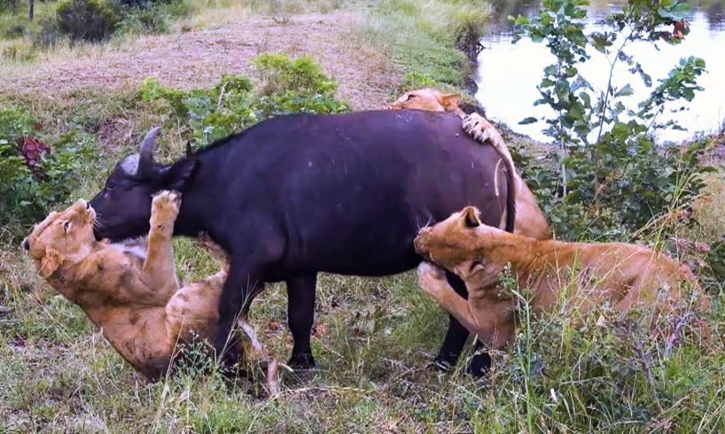 Buffalo Mourn Dead Female After Lion Attack