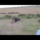 Buffalo vs Lion wild dog vs Prey all animal fight