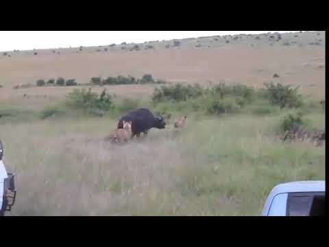 Buffalo vs Lion wild dog vs Prey all animal fight