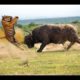 Buffalo vs Tiger real Fight to Death - Wild Animals Attack