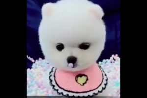 Buzz Unlimited - Cutest Adorable Puppies - Volume 01