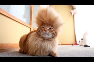 CATS you will remember and LAUGH all day! - World's funniest cat videos