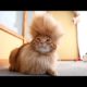 CATS you will remember and LAUGH all day! - World's funniest cat videos