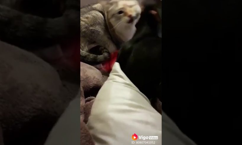 CRAZIEST Animal Fights Caught On Camera