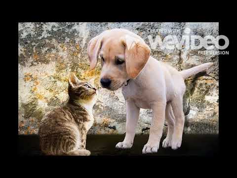 CUTEST PUPPIES VIDEO - VIDEO DE CHIOTS MIGNON A CROQUER