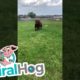 Calf Plays with his Dog Friends || ViralHog