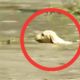 Cameraman Rescues Puppy Caught In Flood | The Dodo