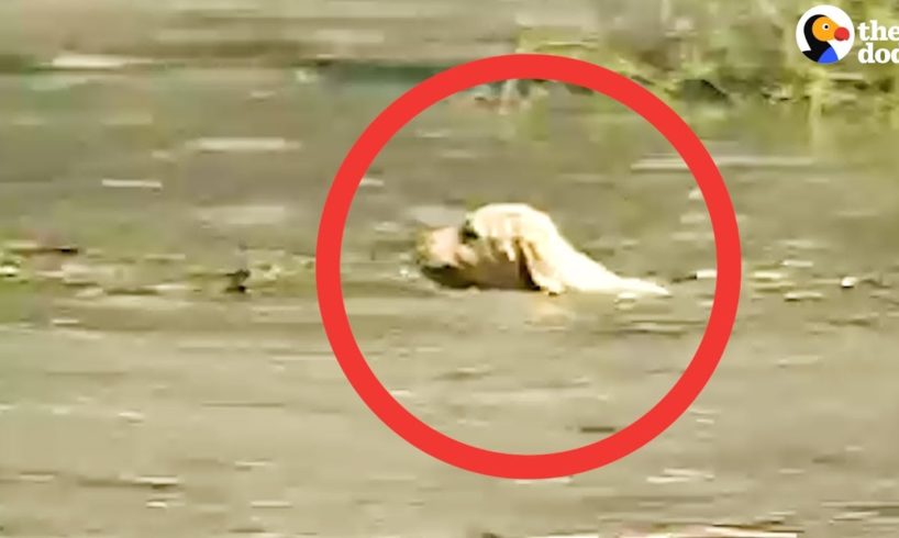 Cameraman Rescues Puppy Caught In Flood | The Dodo