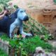 Carving puppy's mum and build sweet dog house for cute puppies was rescued with his friend monkey