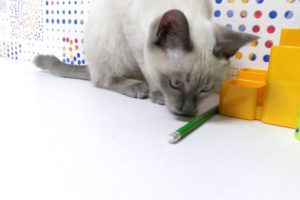 Cat Playing With a Pencil