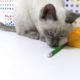Cat Playing With a Pencil