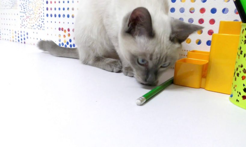 Cat Playing With a Pencil