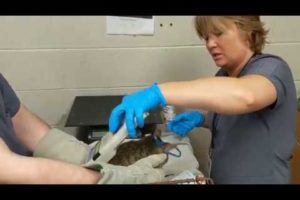 Cat Rescued From Hoarding Case Examined at Charleston Animal Society