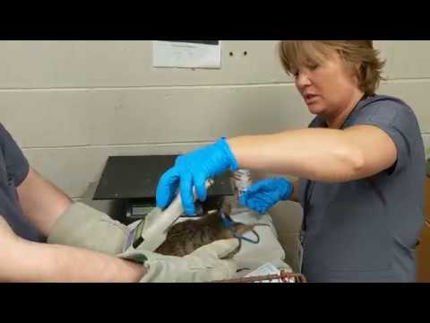 Cat Rescued From Hoarding Case Examined at Charleston Animal Society