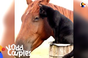 Cat Rides His Favorite Horse Every Day - CHAMPY & MORRIS | The Dodo Odd Couples