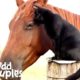 Cat Rides His Favorite Horse Every Day - CHAMPY & MORRIS | The Dodo Odd Couples