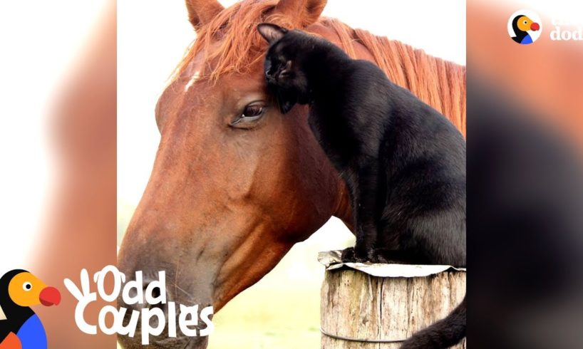 Cat Rides His Favorite Horse Every Day - CHAMPY & MORRIS | The Dodo Odd Couples