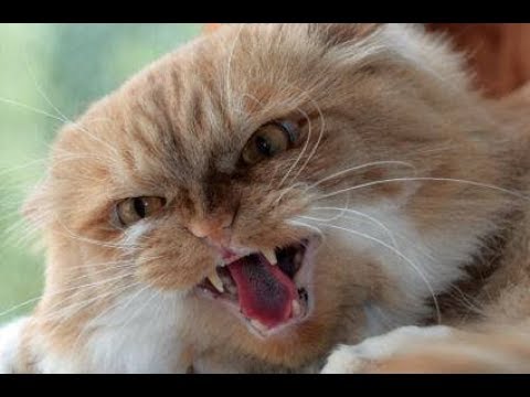 Cat attacking people Compilation