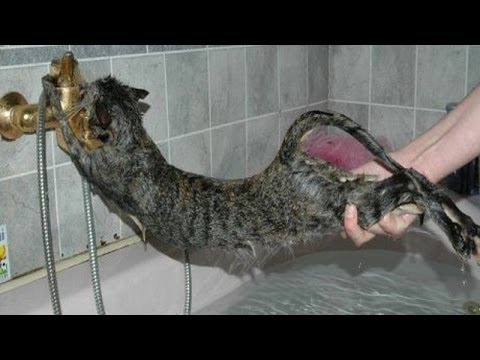 Cats just don't want to bathe - Funny cat bathing compilation