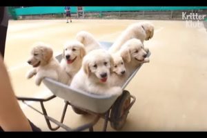Caution: Major Cute Attacks From These Golden Retriever Puppies | Kritter Klub