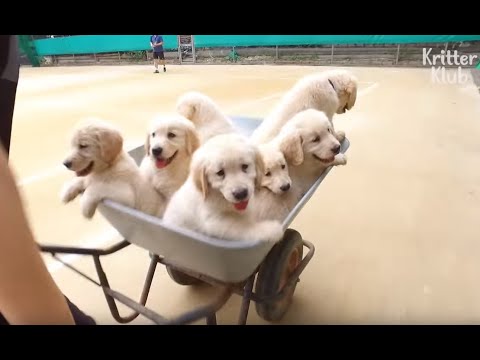 Caution: Major Cute Attacks From These Golden Retriever Puppies | Kritter Klub