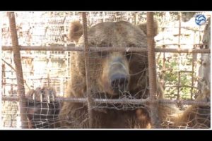 Celebrating Two Years of The Great Bear Rescue
