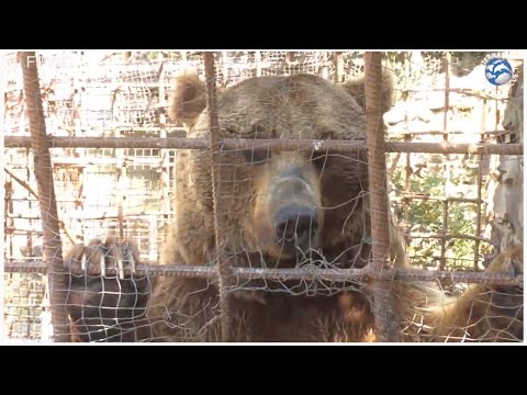 Celebrating Two Years of The Great Bear Rescue