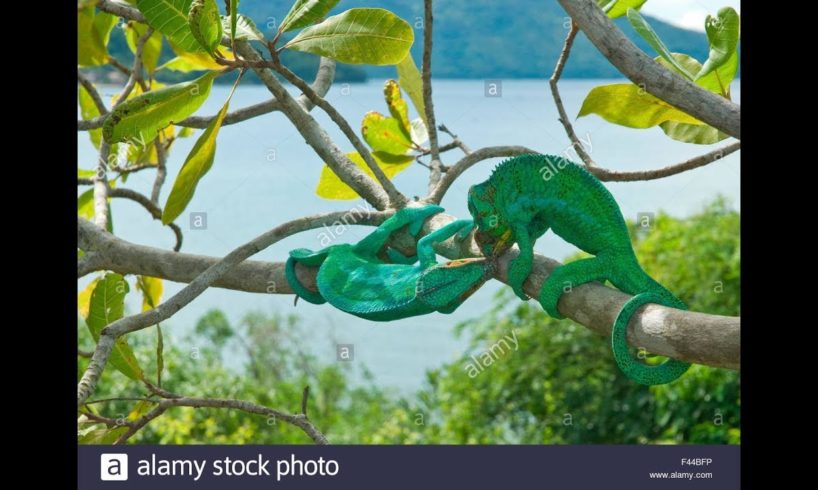 Chameleon Fight || Animal Fight