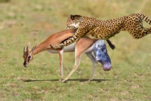 Cheetah attack and eating baby Impala Giving Birth | Animals Fight Powerful Cheetah vs Impala