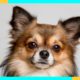 Chihuahua Puppies Playing Together - Cute Chihuahua Dog Puppy Video Compilation | Animals Hub