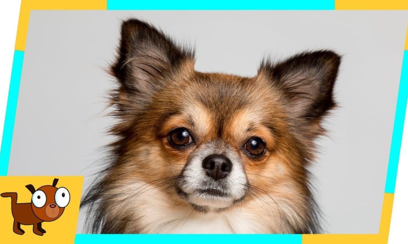 Chihuahua Puppies Playing Together - Cute Chihuahua Dog Puppy Video Compilation | Animals Hub